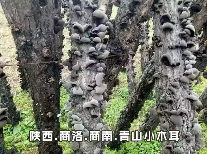 如图片无法显示，请刷新页面